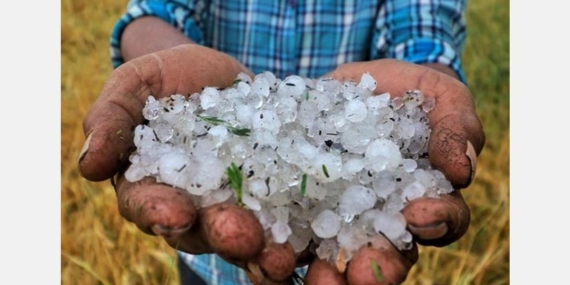 हरियाणा में ओलावृष्टि का कहर, खेतों में बिछी सफेद चादर, किसानों की फसल तबाह; फिर 3-4 अप्रैल को बारिश का अलर्ट